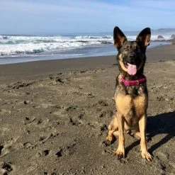 Red Dingo Vivid PVC Dog Collar 9 Red Dingo Vivid PVC Dog Collar -Red Dingo Sales Store 107394 PT4. SY630 V1627687627