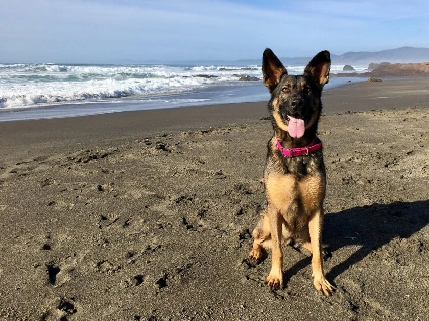 Red Dingo Vivid PVC Dog Collar 5 Red Dingo Vivid PVC Dog Collar - Image 3