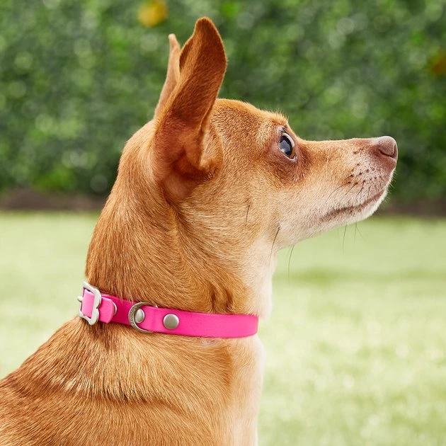 Red Dingo Vivid PVC Dog Collar 7 Red Dingo Vivid PVC Dog Collar - Image 5