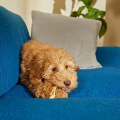 Virbac C.E.T. Enzymatic Dental Chews for Small Dogs, 11-25 lbs 15 Virbac C.E.T. Enzymatic Dental Chews for Small Dogs, 11-25 lbs -Red Dingo Sales Store 203406 PT4. SY630 V1598475714