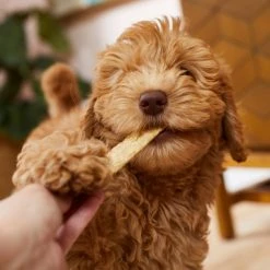 Virbac C.E.T. Enzymatic Dental Chews for X-Small Dogs, under 11 lbs 15 Virbac C.E.T. Enzymatic Dental Chews for X-Small Dogs, under 11 lbs -Red Dingo Sales Store 203407 PT4. SY630 V1598475419