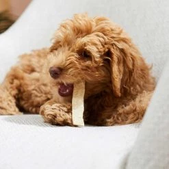 Virbac C.E.T. HEXtra Dental Chews for Petite Dogs, under 11 lbs -Red Dingo Sales Store 254571 PT8. SY630 V1617315470