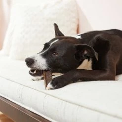 Virbac C.E.T. Enzymatic Dog & Cat Poultry Flavor Toothpaste, 70 gram & Virbac C.E.T. VeggieDent Fr3sh Tartar Control Dog Chews, Medium, 30 Count 19 Virbac C.E.T. Enzymatic Dog & Cat Poultry Flavor Toothpaste, 70 gram & Virbac C.E.T. VeggieDent Fr3sh Tartar Control Dog Chews, Medium, 30 Count -Red Dingo Sales Store 255945 PT8. SY630 V1639535522