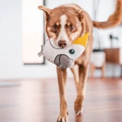 Red Dingo DURABLES Craig the Cockatoo Squeaky Soft Dog Toy -Red Dingo Sales Store 308911 PT2. SY630 V1632940609