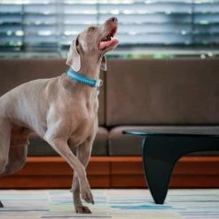 Red Dingo DURABLES Kyle the Crocodile Squeaky Soft Dog Toy -Red Dingo Sales Store 308913 PT2. SY630 V1632940580