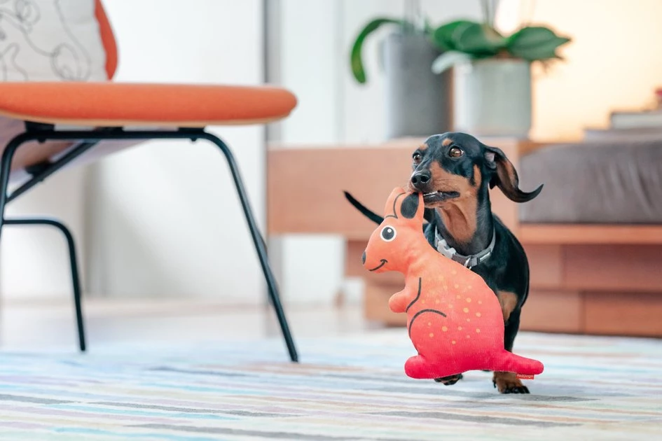 Red Dingo DURABLES Kath the Kangaroo Squeaky Soft Dog Toy 5 Red Dingo DURABLES Kath the Kangaroo Squeaky Soft Dog Toy - Image 3