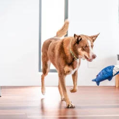 Red Dingo DURABLES Steve the Shark Squeaky Soft Dog Toy 10 Red Dingo DURABLES Steve the Shark Squeaky Soft Dog Toy -Red Dingo Sales Store 308923 PT2. SY630 V1632940626