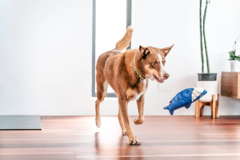 Red Dingo DURABLES Steve the Shark Squeaky Soft Dog Toy 5 Red Dingo DURABLES Steve the Shark Squeaky Soft Dog Toy - Image 3