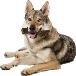 Virbac||Nylabone Virbac C.E.T. HEXtra Premium Dental Chews + Nylabone Strong Chew Stick Maple Bacon Flavored Chew Toy for Dogs -Red Dingo Sales Store 365517 PT8. SY630 V1644020815