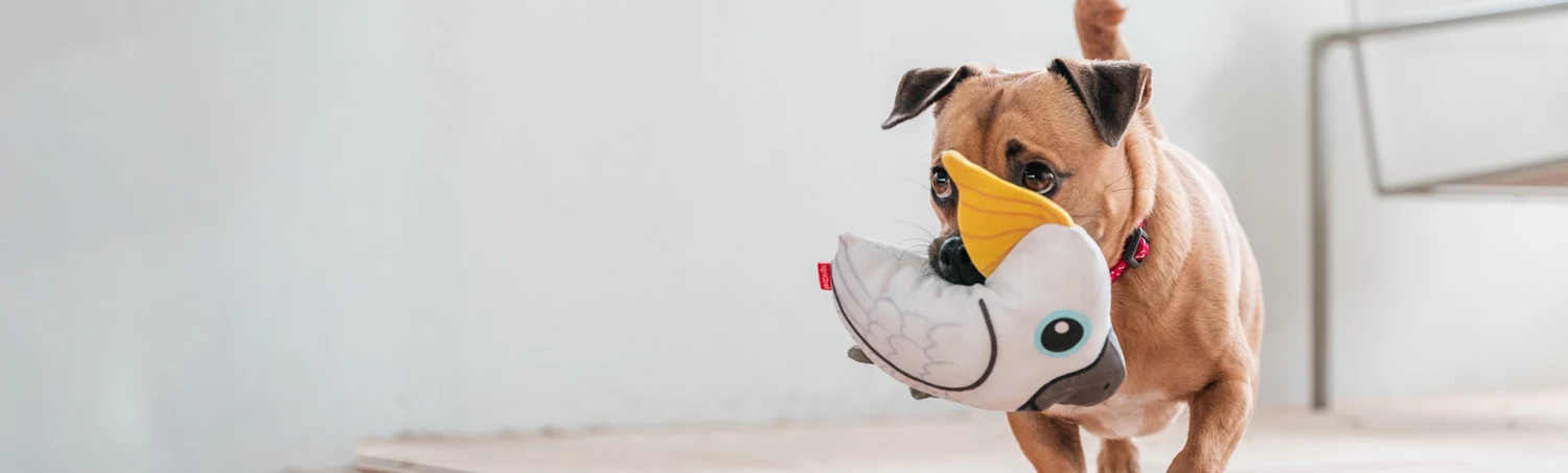 Red Dingo Sales Store -Red Dingo Sales Store 563