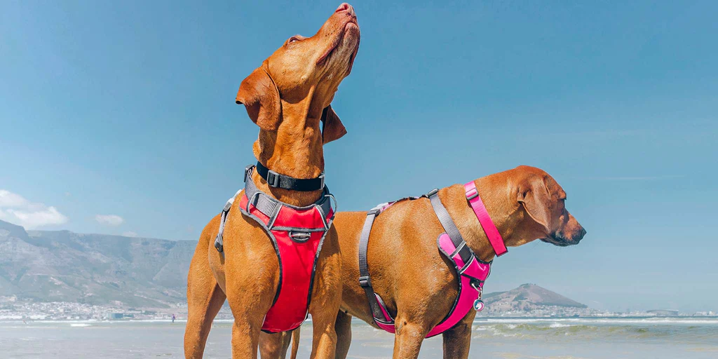 Red Dingo Sales Store -Red Dingo Sales Store 564