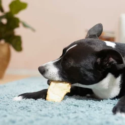 Virbac C.E.T. HEXtra Dental Chews for Medium Dogs, 11-25 lbs -Red Dingo Sales Store 56642 PT8. SY630 V1617322061