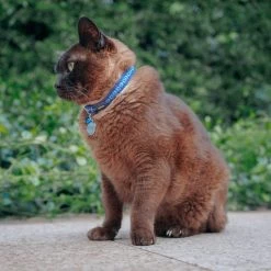 Red Dingo Cosmos Nylon Breakaway Cat Collar with Bell 10 Red Dingo Cosmos Nylon Breakaway Cat Collar with Bell -Red Dingo Sales Store 57565 PT3. SY630 V1627686423