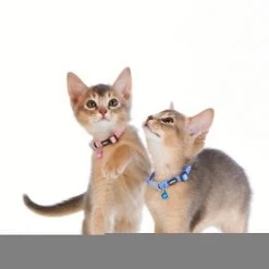 Red Dingo Nylon Breakaway Kitten Collar -Red Dingo Sales Store 57593 PT3. SY630 V1533562318