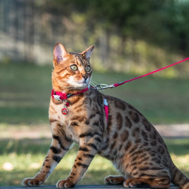 Red Dingo Classic Nylon Cat Harness & Leash 5 Red Dingo Classic Nylon Cat Harness & Leash - Image 3