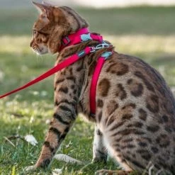 Red Dingo Classic Nylon Cat Harness & Leash 10 Red Dingo Classic Nylon Cat Harness & Leash -Red Dingo Sales Store 57594 PT5. SY630 V1627687407