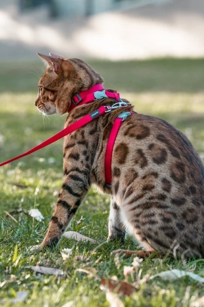 Red Dingo Classic Nylon Cat Harness & Leash 6 Red Dingo Classic Nylon Cat Harness & Leash - Image 4