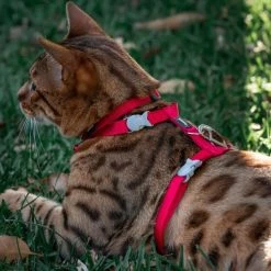 Red Dingo Classic Nylon Cat Harness & Leash 11 Red Dingo Classic Nylon Cat Harness & Leash -Red Dingo Sales Store 57594 PT6. SY630 V1627685543