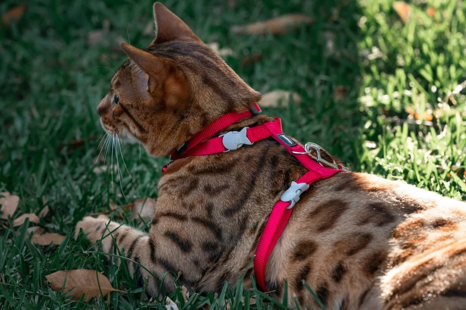 Red Dingo Classic Nylon Cat Harness & Leash 7 Red Dingo Classic Nylon Cat Harness & Leash - Image 5