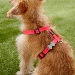 Red Dingo Classic Nylon Back Clip Dog Harness 12 Red Dingo Classic Nylon Back Clip Dog Harness -Red Dingo Sales Store 84749 PT8. SY630 V1499980924